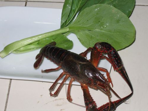 小龙虾怎么保存时间最长，小龙虾怎么保存时间最长活