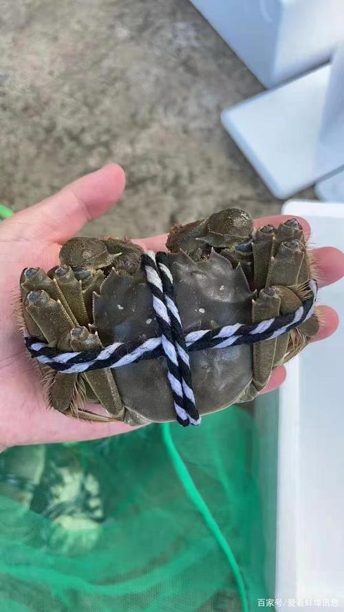 沱湖大闸蟹多少钱一斤，沱湖螃蟹多少钱一斤！