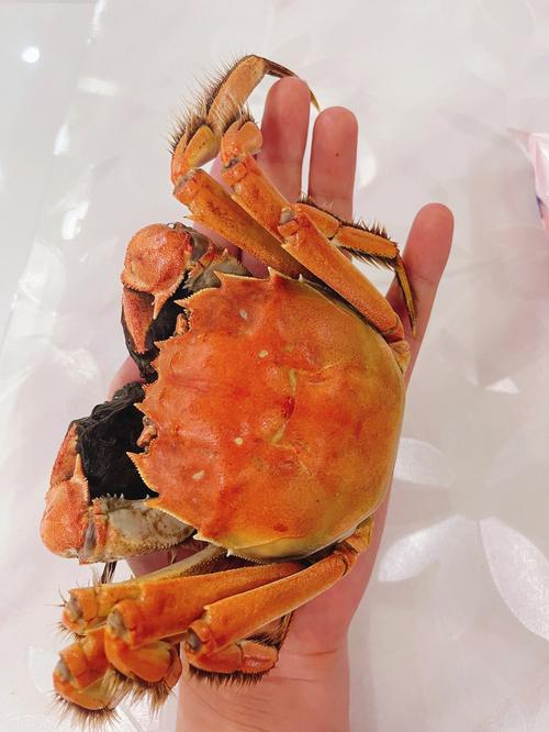 大螃蟹图片，日本大螃蟹图片？