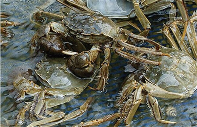 大闸蟹养殖多长时间才能上市，大闸蟹养几个月才可以卖！