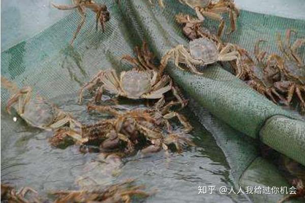 养螃蟹一亩能要多少本钱？养虾一亩一年一般赚多少？