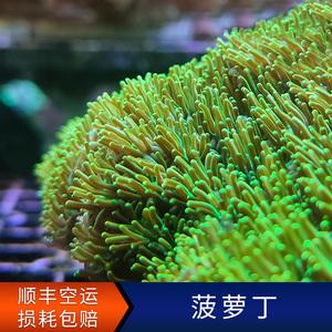 菠萝丁？菠萝丁珊瑚怎么繁殖？