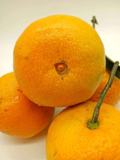 甜酸橘子？又酸又甜的橘子？
