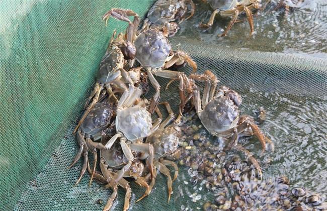 螃蟹养殖？螃蟹养殖需要什么条件？
