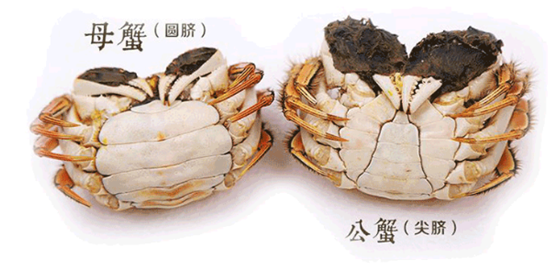 螃蟹公蟹和母蟹的区别？螃蟹公蟹母蟹的区别图片？