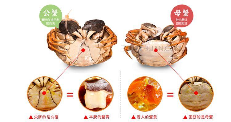 大闸蟹公蟹母蟹哪个好吃，大闸蟹公的母的哪个好吃？