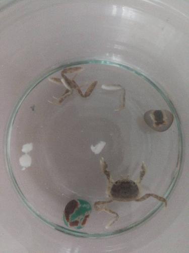 螃蟹断掉的腿蚂蚁庄园，螃蟹断腿后自愈过程