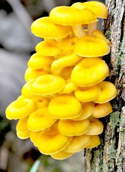 黄金菇，黄金菇有毒吗